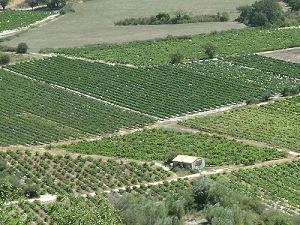 Paesaggi e vigneti